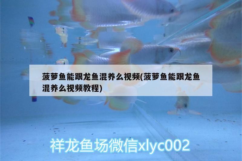 家用魚(yú)缸怎么安裝氧氣（家用魚(yú)缸怎么安裝氧氣泵）