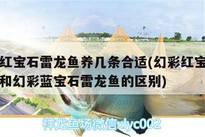 家用魚(yú)缸怎么安裝氧氣（家用魚(yú)缸怎么安裝氧氣泵）