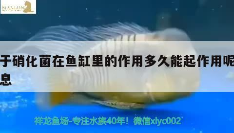 關于硝化菌在魚缸里的作用多久能起作用呢的信息