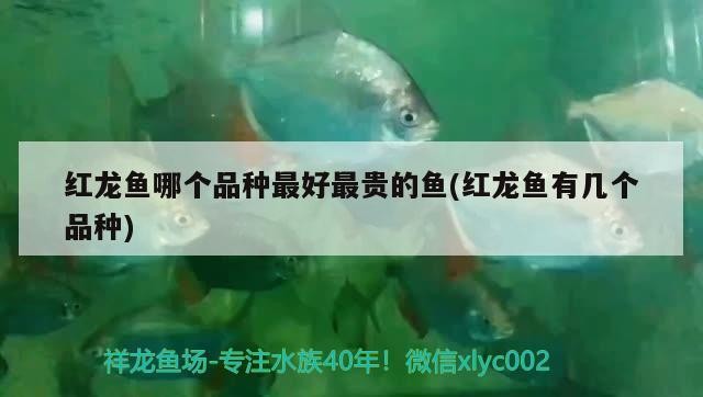紅龍魚哪個品種最好最貴的魚(紅龍魚有幾個品種)