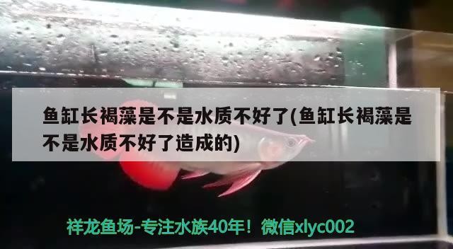 魚缸長褐藻是不是水質不好了(魚缸長褐藻是不是水質不好了造成的)