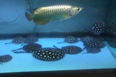 賽級龍魚價格表2023最新價格
