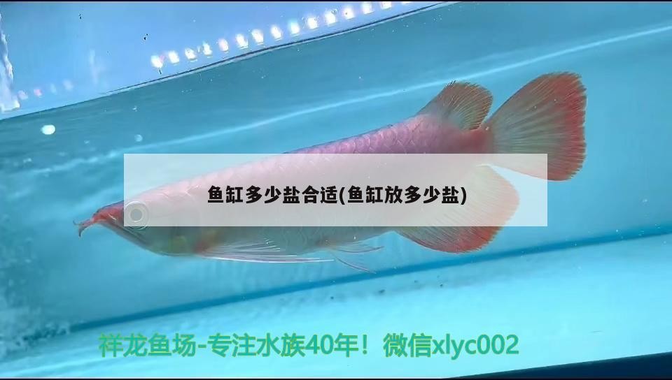 魚缸多少鹽合適(魚缸放多少鹽)