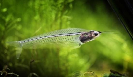 世界上最大的紅龍魚是什么魚：世界上最大的紅龍魚體長可以達到170厘米