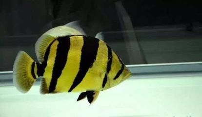 虎魚花紋褪色什么原因：虎魚花紋褪色什么原因虎魚花紋褪色什么原因