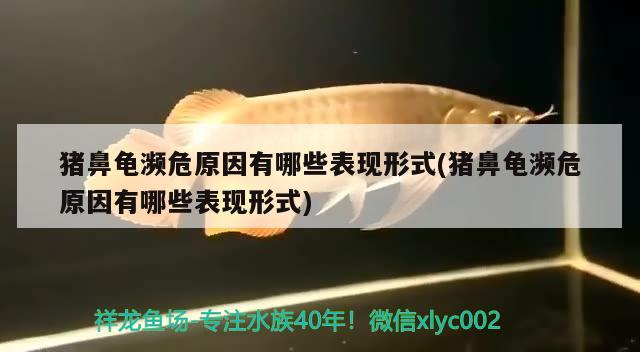 豬鼻龜瀕危原因有哪些表現形式(豬鼻龜瀕危原因有哪些表現形式)