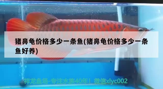 豬鼻龜價格多少一條魚(豬鼻龜價格多少一條魚好養)