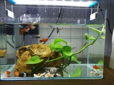 大魚水族魚缸養什么魚好看又好養：適合在大魚水族魚缸中飼養的美觀且易于養護的魚類
