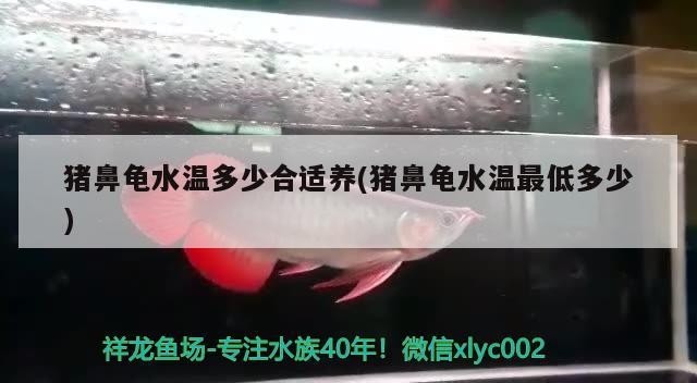 龍魚干蝦有營養(yǎng)嗎 豬鼻龜水溫多少合適養(yǎng)(豬鼻龜水溫最低多少) 豬鼻龜百科 豬鼻龜水溫多少合適養(yǎng)(豬鼻龜水溫最低多少) 豬鼻龜水溫多少合適養(yǎng)(豬鼻龜水溫最低多少) 豬鼻龜百科