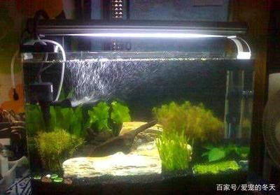 側濾魚缸魚屎怎么過濾：側濾魚缸中的魚屎過濾可以通過以下幾種方法操作