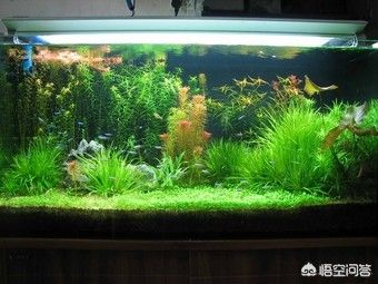 側濾魚缸魚屎怎么過濾：側濾魚缸中的魚屎過濾可以通過以下幾種方法操作