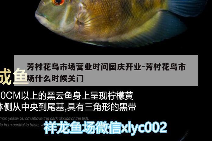 芳村花鳥市場營業時間國慶開業:芳村花鳥市場什么時候關門