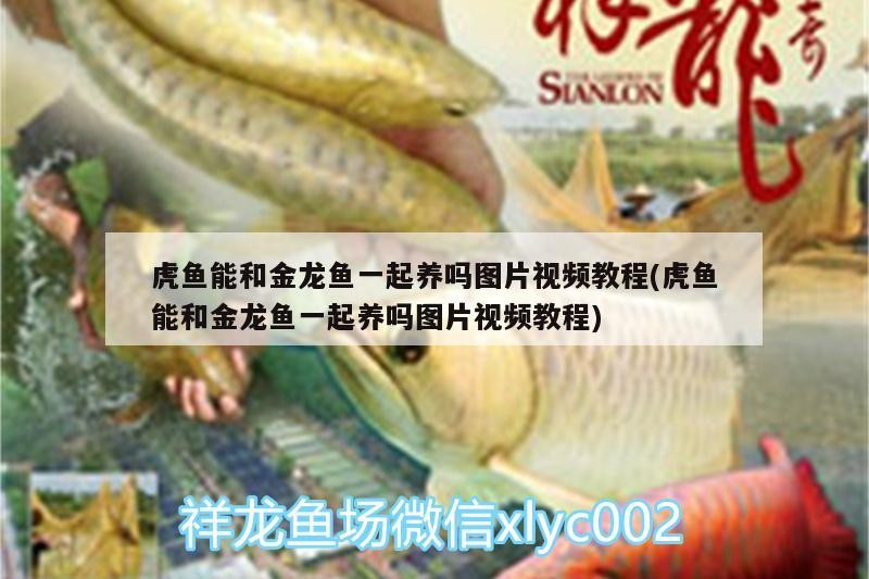 虎魚能和金龍魚一起養(yǎng)嗎圖片視頻教程(虎魚能和金龍魚一起養(yǎng)嗎圖片視頻教程)