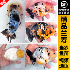 賽級金魚多少錢 賽級金魚多少錢 龍魚百科 第4張