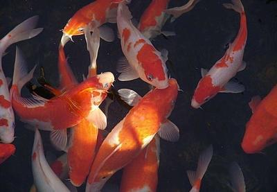濟寧龍魚魚場電話號碼查詢（濟寧龍魚魚場電話號碼查詢是多少）