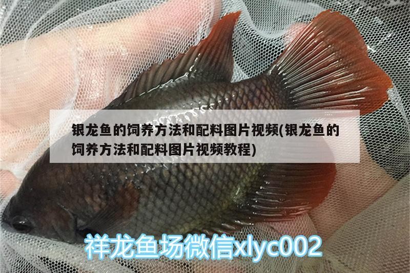銀龍魚的飼養(yǎng)方法和配料圖片視頻(銀龍魚的飼養(yǎng)方法和配料圖片視頻教程)