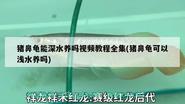 豬鼻龜能深水養嗎視頻教程全集(豬鼻龜可以淺水養嗎)
