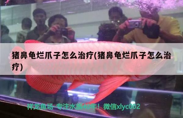 豬鼻龜爛爪子怎么治療(豬鼻龜爛爪子怎么治療)