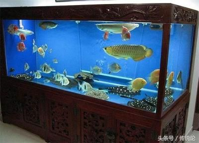 BD魟魚風(fēng)水布局的最佳方位，bd魟魚擺放方位