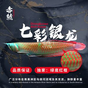 銀龍魚紅龍魚：如何照顧銀龍魚和紅龍魚