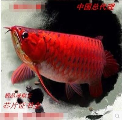 紅龍魚賽級算什么種類