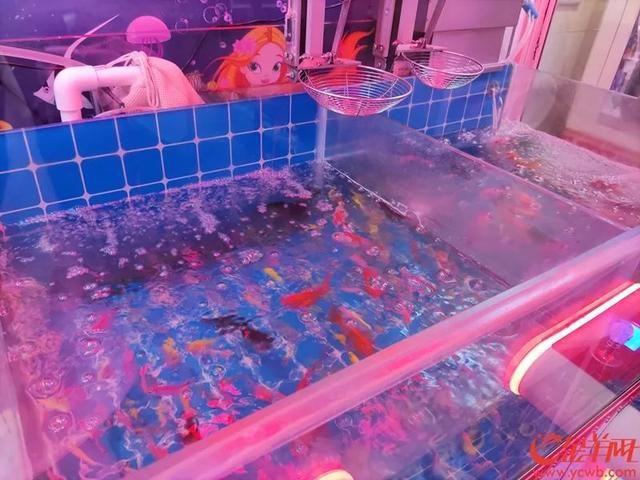 附近的魚缸店100米內(nèi) 附近的魚缸店100米內(nèi) 龍魚百科 第3張