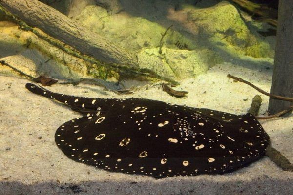 魟魚活餌選擇標準，魟魚活餌喂食頻率指南