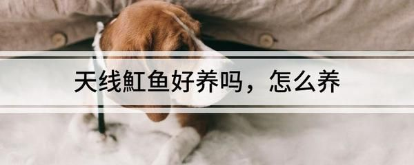 魟魚活餌選擇標準，魟魚活餌喂食頻率指南