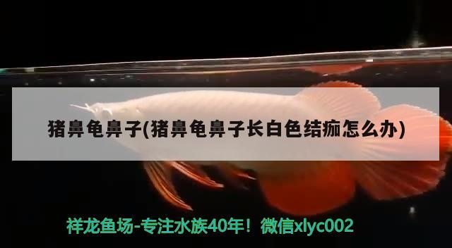 豬鼻龜鼻子(豬鼻龜鼻子長白色結痂怎么辦)