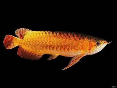 紅龍魚黑底白色背景：關于紅龍魚黑底白色背景的詳細信息