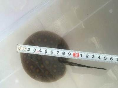 黑金魟魚繁殖后護理要點，黑金魟魚繁殖后護理要點，確保成功孵化與健康成長
