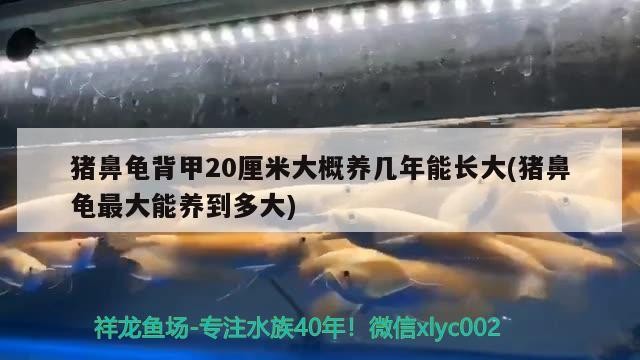 豬鼻龜背甲20厘米大概養幾年能長大(豬鼻龜最大能養到多大)