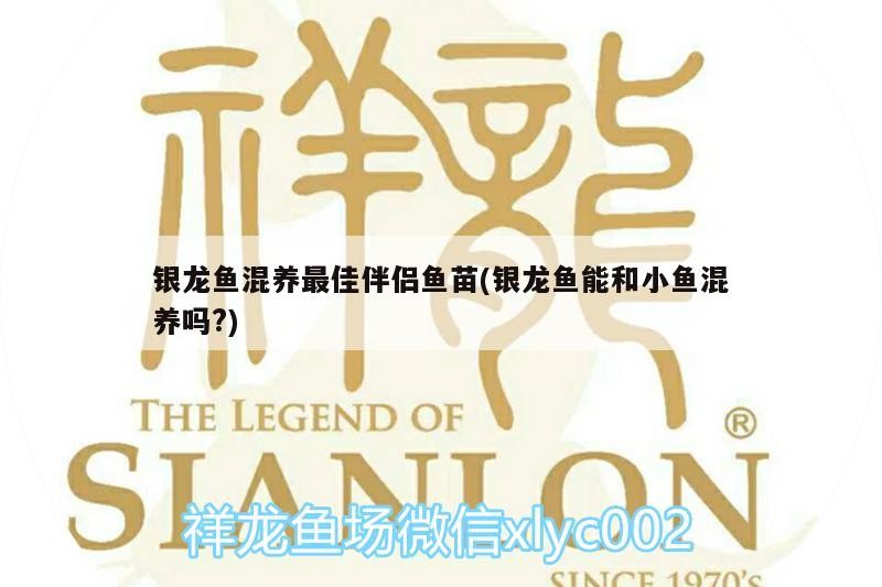 虎魚(yú) 銀龍魚(yú)混養(yǎng)最佳伴侶魚(yú)苗(銀龍魚(yú)能和小魚(yú)混養(yǎng)嗎?) 銀龍魚(yú)百科 銀龍魚(yú)混養(yǎng)最佳伴侶魚(yú)苗(銀龍魚(yú)能和小魚(yú)混養(yǎng)嗎?) 銀龍魚(yú)混養(yǎng)最佳伴侶魚(yú)苗(銀龍魚(yú)能和小魚(yú)混養(yǎng)嗎?) 銀龍魚(yú)百科