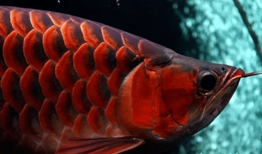 紅龍魚(yú)幼苗長(zhǎng)到40公分要多少年才能長(zhǎng)大：紅龍魚(yú)幼苗長(zhǎng)到40公分大約需要大約12年的時(shí)間