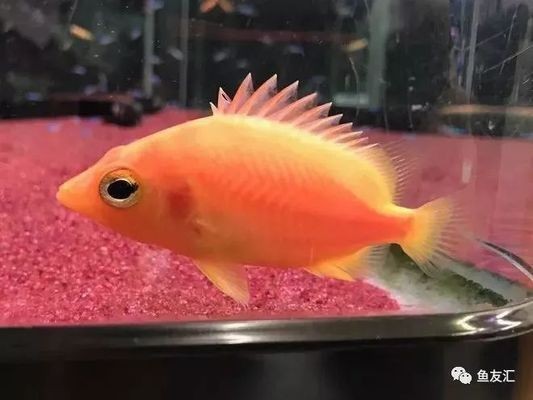 白化黃虎魚是一種非常罕見的變異品種，它們的價值高達100萬：白化黃虎魚是一種變異品種嗎？