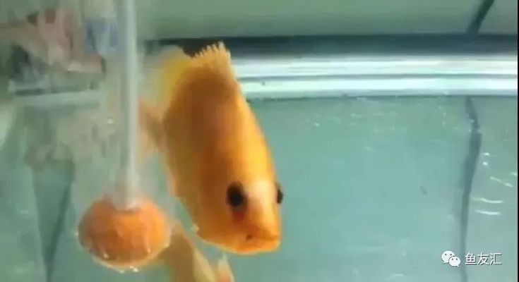 白化黃虎魚是一種非常罕見的變異品種，它們的價值高達100萬：白化黃虎魚是一種變異品種嗎？