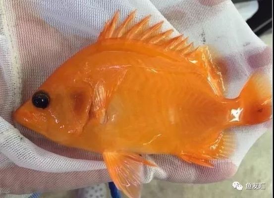 白化黃虎魚是一種非常罕見的變異品種，它們的價值高達100萬：白化黃虎魚是一種變異品種嗎？