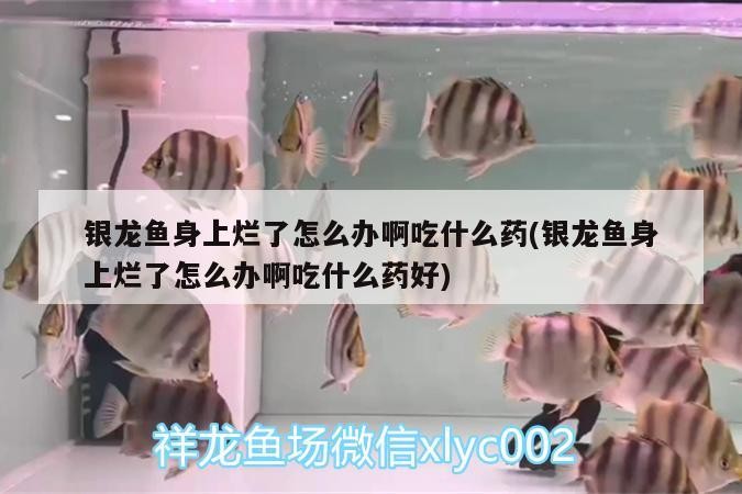 銀龍魚身上爛了怎么辦啊吃什么藥(銀龍魚身上爛了怎么辦啊吃什么藥好)