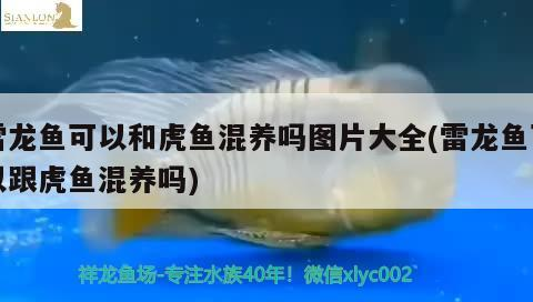 雷龍魚可以和虎魚混養(yǎng)嗎圖片大全(雷龍魚可以跟虎魚混養(yǎng)嗎)