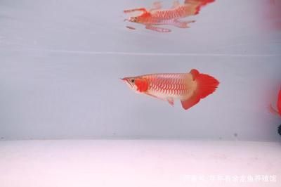 紅龍魚魚缸尺寸多大的：關于紅龍魚魚缸尺寸的詳細介紹