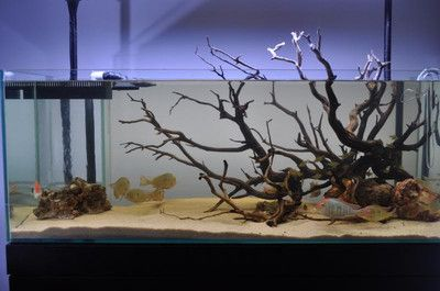 敞開式生態魚缸造景效果圖：敞開式生態魚缸的造景效果圖