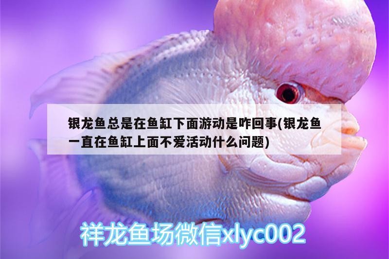 哪些魚(yú)對(duì)鹽敏感，哪些魚(yú)對(duì)鹽敏感，你知道嗎