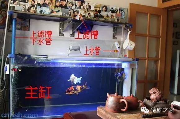 北京西紅門濤濤水族店