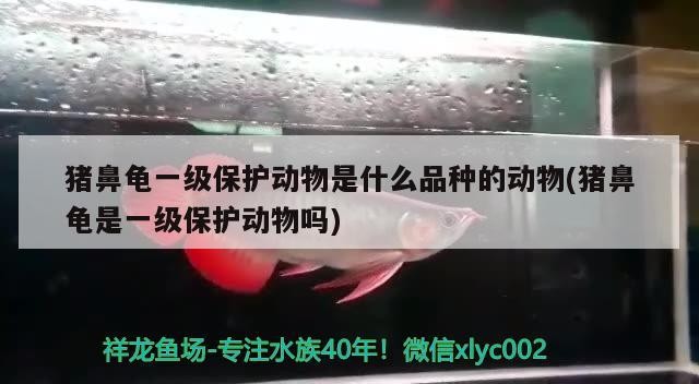 豬鼻龜一級保護動物是什么品種的動物(豬鼻龜是一級保護動物嗎)