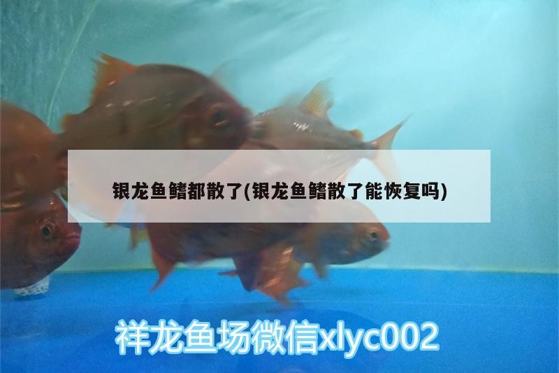 銀龍魚鰭都散了(銀龍魚鰭散了能恢復嗎)
