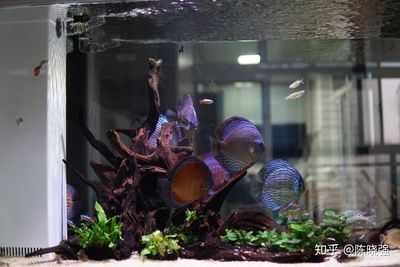 1米2的魚缸適合養(yǎng)多少條魚：1米2的魚缸適合養(yǎng)多少條魚，魚缸適合養(yǎng)多少條魚嗎