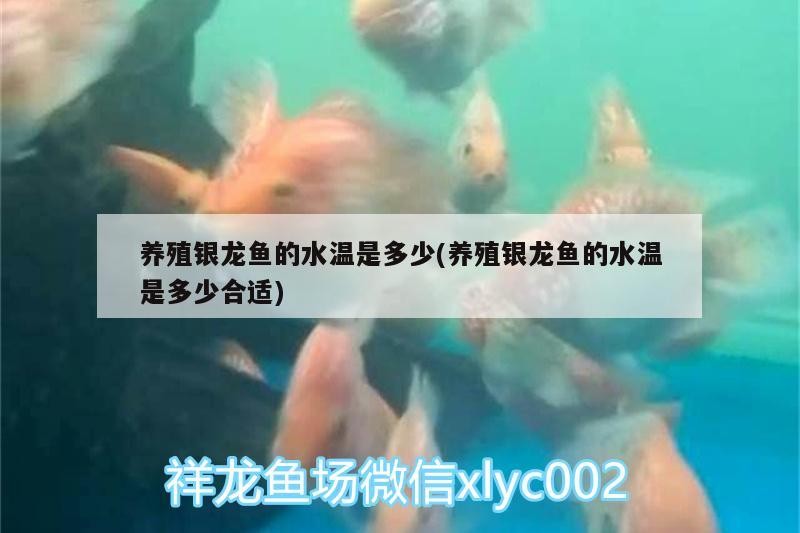 養殖銀龍魚的水溫是多少(養殖銀龍魚的水溫是多少合適)