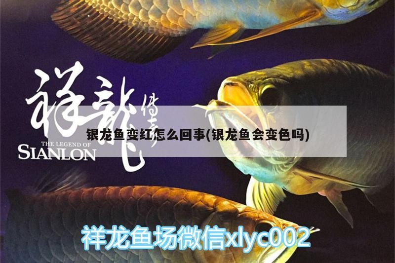 銀龍魚變紅怎么回事(銀龍魚會(huì)變色嗎)