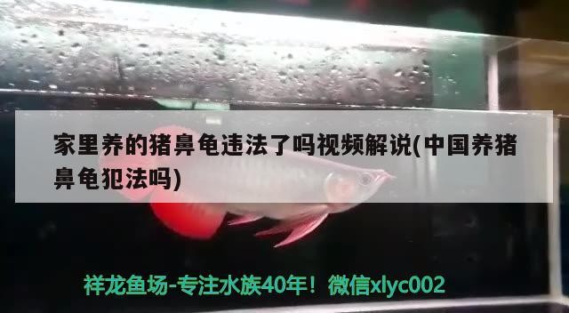 家里養的豬鼻龜違法了嗎視頻解說(中國養豬鼻龜犯法嗎)