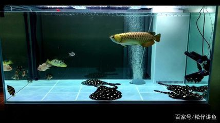 自制魚缸喂魚器（自制魚缸喂魚器視頻）